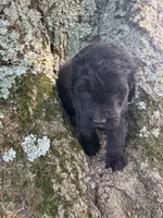 Macaroni, a male Bernedoodle for sale in Noblesville, IN – 3 of 4