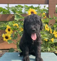 Macaroni, a male Bernedoodle for sale in Noblesville, IN – 1 of 4