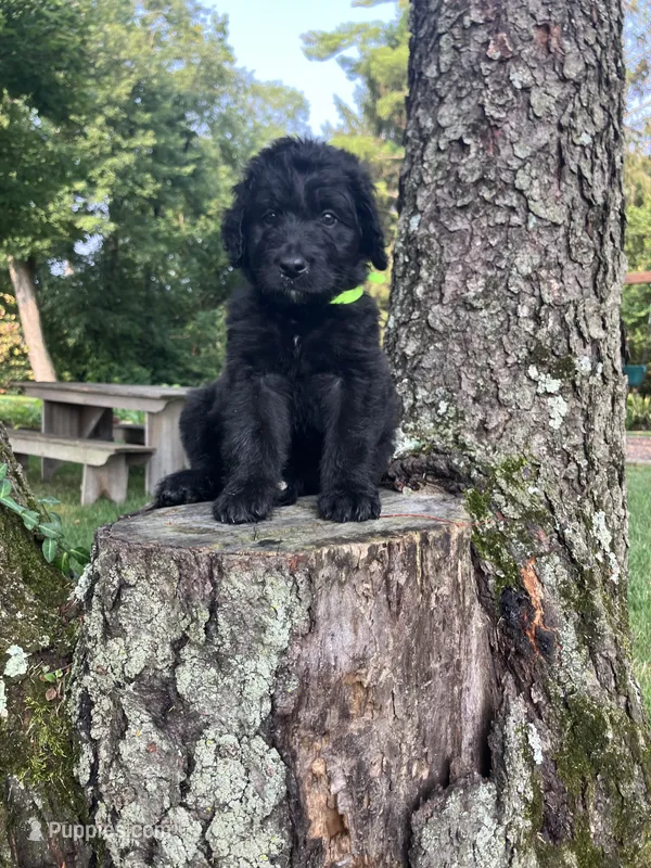 Teddy Roosevelt  – Bernedoodle puppy for sale in Noblesville, IN