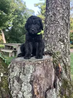 Teddy Roosevelt , a male Bernedoodle for sale in Noblesville, IN – 1 of 3