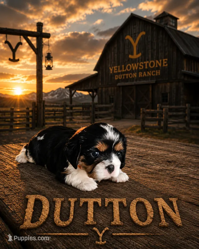 Dutton – Cavalier King Charles Spaniel puppy for sale in Weatherford, TX