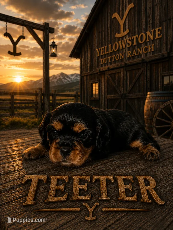 Teeter – Cavalier King Charles Spaniel puppy for sale in Weatherford, TX