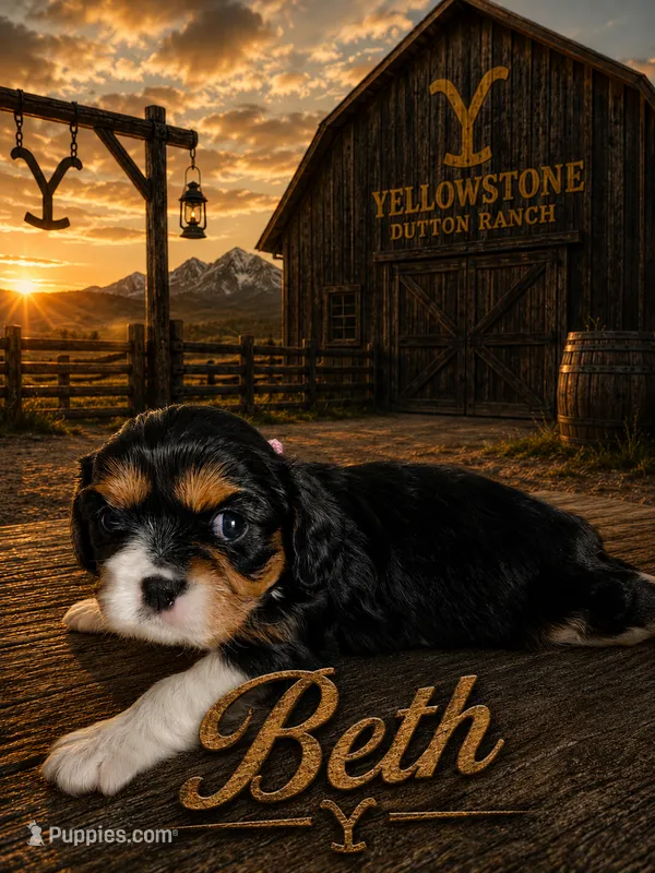 Beth – Cavalier King Charles Spaniel puppy for sale in Weatherford, TX