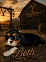 Beth, a female Cavalier King Charles Spaniel for sale in Weatherford, TX – 1 of 1