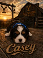 Casey, a male Cavalier King Charles Spaniel for sale in Weatherford, TX – 1 of 1
