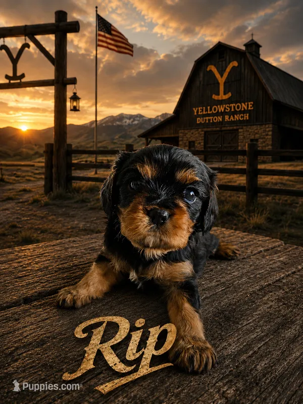 Rip – Cavalier King Charles Spaniel puppy for sale in Weatherford, TX
