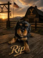 Rip, a male Cavalier King Charles Spaniel for sale in Weatherford, TX – 1 of 1