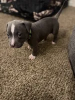 Zoey, a female American Pit Bull Terrier for sale in Beltsville, MD – 2 of 2