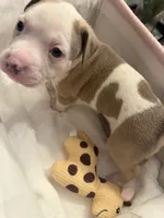 Lovely, a female American Pit Bull Terrier for sale in Beltsville, MD – 1 of 3