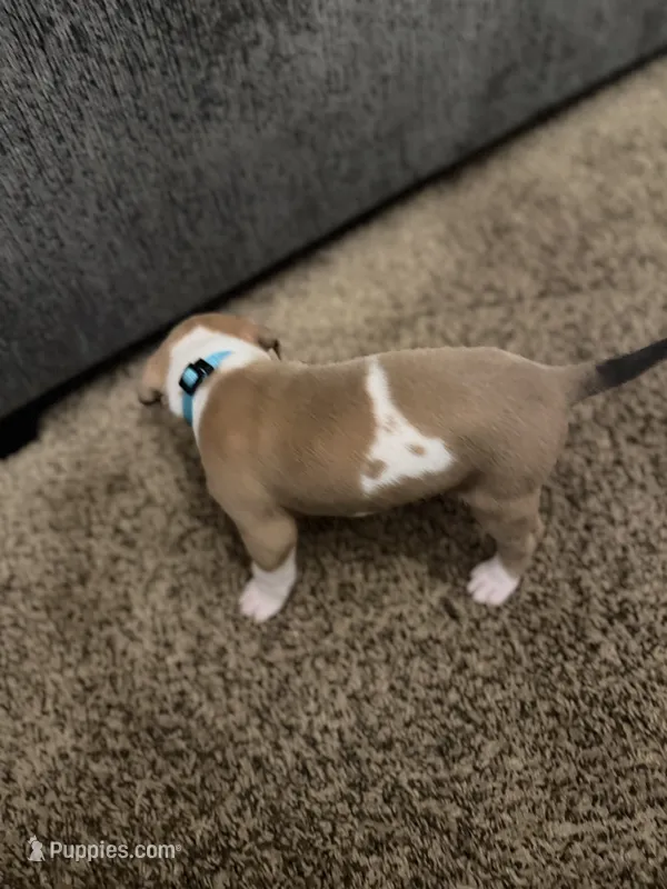  Eva – American Pit Bull Terrier puppy for sale in Beltsville, MD