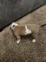  Eva, a female American Pit Bull Terrier for sale in Beltsville, MD – 1 of 3