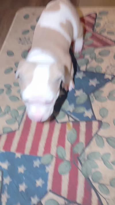 Lovely, a female American Pit Bull Terrier for sale in Beltsville, MD – 3 of 3