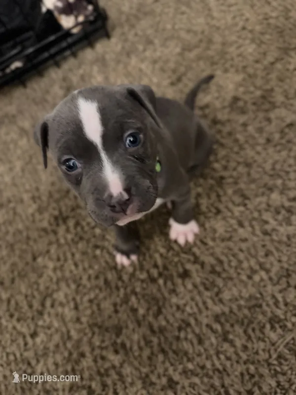 Zoey – American Pit Bull Terrier puppy for sale in Beltsville, MD