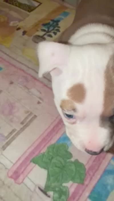 Bugg, a female American Pit Bull Terrier for sale in Beltsville, MD – 3 of 3