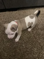 Lovely, a female American Pit Bull Terrier for sale in Beltsville, MD – 2 of 3