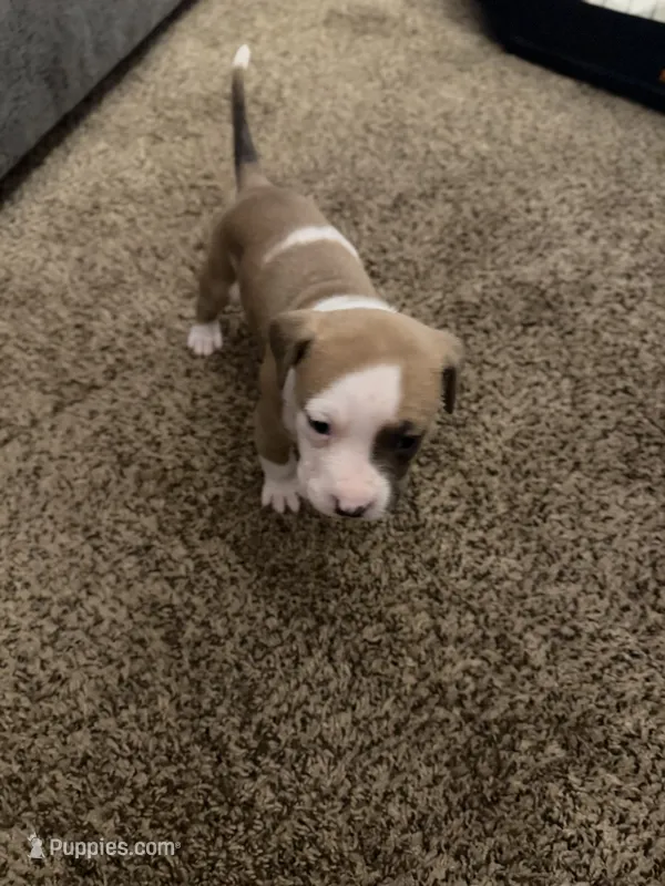  Eva – American Pit Bull Terrier puppy for sale in Beltsville, MD