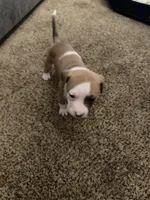  Eva, a female American Pit Bull Terrier for sale in Beltsville, MD – 2 of 3