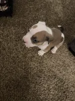 Bugg, a female American Pit Bull Terrier for sale in Beltsville, MD – 1 of 3