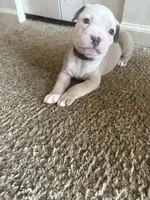 Eagle, a male American Pit Bull Terrier for sale in Beltsville, MD – 2 of 3