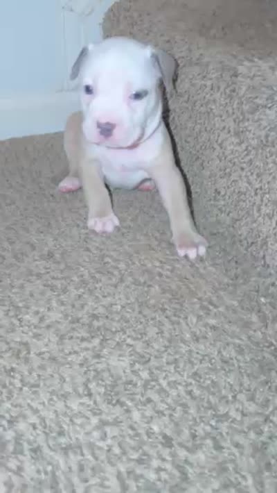 Eagle, a male American Pit Bull Terrier for sale in Beltsville, MD – 3 of 3