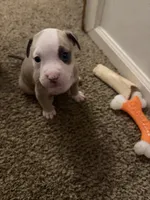 Buck, a male American Pit Bull Terrier for sale in Beltsville, MD – 1 of 3