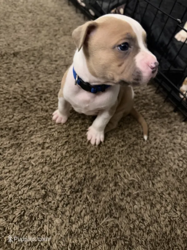 Taz – American Pit Bull Terrier puppy for sale in Beltsville, MD
