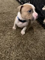 Taz, a male American Pit Bull Terrier for sale in Beltsville, MD – 2 of 3