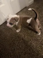 Bugg, a female American Pit Bull Terrier for sale in Beltsville, MD – 2 of 3