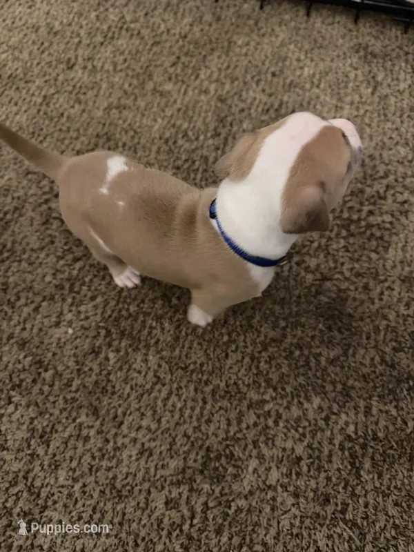 Taz – American Pit Bull Terrier puppy for sale in Beltsville, MD