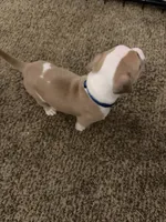 Taz, a male American Pit Bull Terrier for sale in Beltsville, MD – 1 of 3
