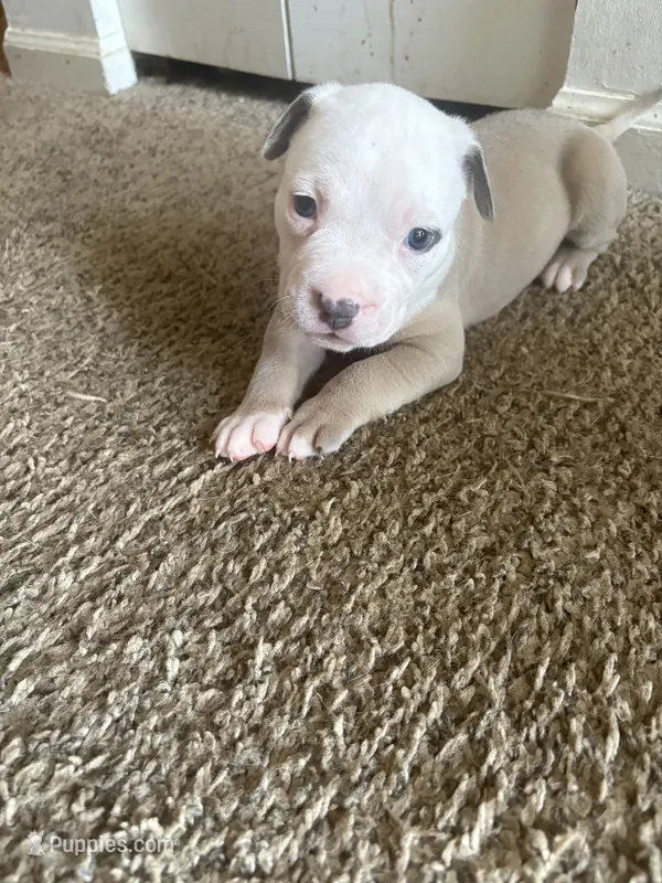 Eagle – American Pit Bull Terrier puppy for sale in Beltsville, MD