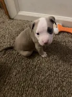 Buck, a male American Pit Bull Terrier for sale in Beltsville, MD – 2 of 3