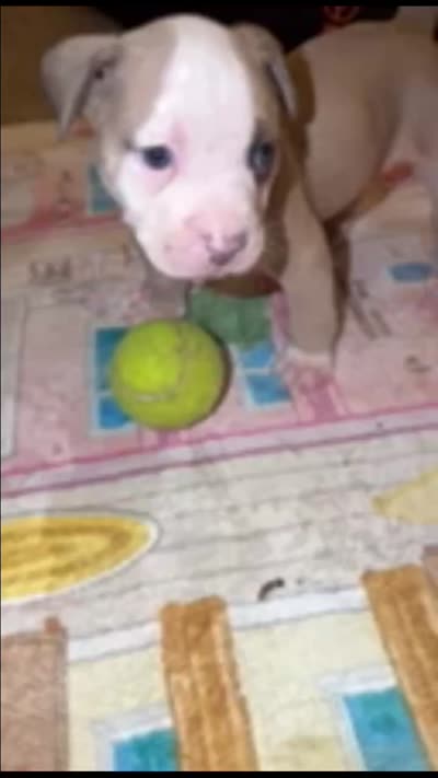 Buck, a male American Pit Bull Terrier for sale in Beltsville, MD – 3 of 3