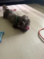 Wally, a male Shih Tzu for sale in Rochester Hills, MI – 4 of 5