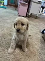 Nova, a female Goldendoodle for sale in Carbondale, KS – Photo 2 of 9