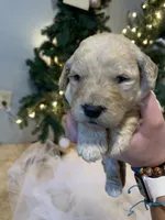 Nova, a female Goldendoodle for sale in Carbondale, KS – Photo 8 of 9