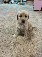 Nova, a female Goldendoodle for sale in Carbondale, KS – Photo 3 of 9