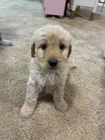 Nova, a female Goldendoodle for sale in Carbondale, KS – Photo 1 of 9