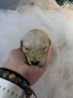 Nova, a female Goldendoodle for sale in Carbondale, KS – Photo 6 of 9