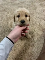 Nova, a female Goldendoodle for sale in Carbondale, KS – Photo 5 of 9