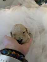 Nova, a female Goldendoodle for sale in Carbondale, KS – Photo 7 of 9