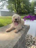 Dear, a male Goldendoodle for sale in Carbondale, KS – Photo 2 of 5