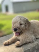 Dear, a male Goldendoodle for sale in Carbondale, KS – Photo 1 of 5
