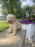 Dear, a male Goldendoodle for sale in Carbondale, KS – Photo 5 of 5