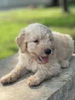 Dear, a male Goldendoodle for sale in Carbondale, KS – Photo 3 of 5