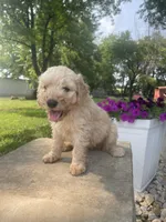 Dear, a male Goldendoodle for sale in Carbondale, KS – Photo 4 of 5