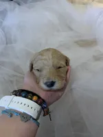 Betty, a female Goldendoodle for sale in Carbondale, KS – Photo 2 of 4