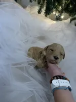 Betty, a female Goldendoodle for sale in Carbondale, KS – Photo 4 of 4