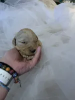 Betty, a female Goldendoodle for sale in Carbondale, KS – Photo 3 of 4