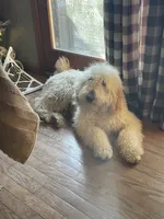 Duke, a male Goldendoodle for sale in Carbondale, KS – Photo 1 of 8